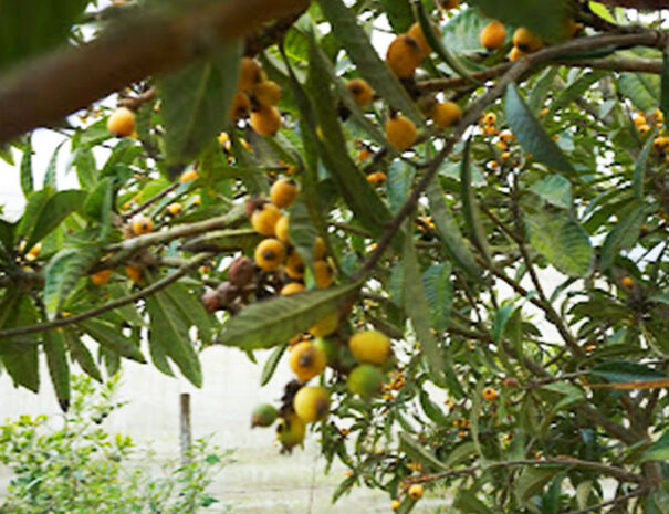 la-bella-vista-de-azpitia-24